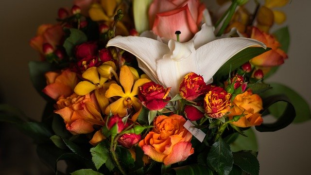 Bezpłatne pobieranie Flowers Gift Natural - bezpłatne zdjęcie lub obraz do edycji za pomocą internetowego edytora obrazów GIMP