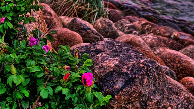Free graphic flowers goes away wild rose rocks to be edited by GIMP free image editor by OffiDocs