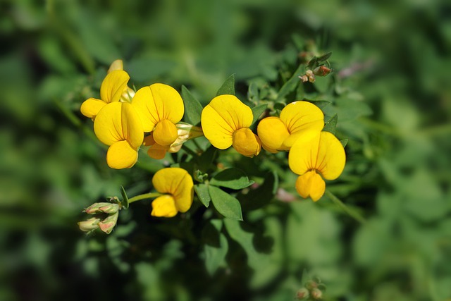Free download flowers gorse bird s foot trefoil free picture to be edited with GIMP free online image editor