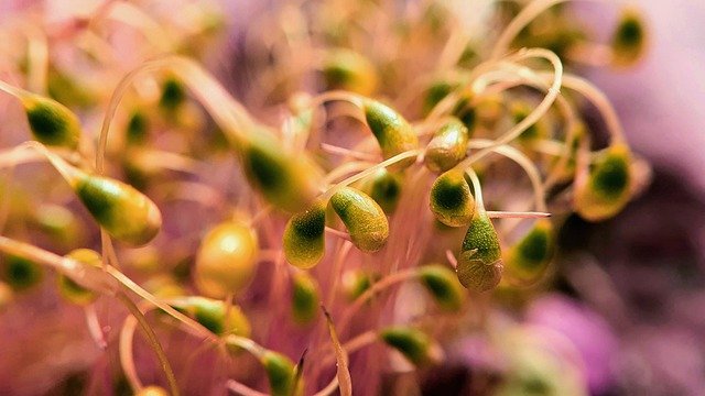 Free download flowers grass buds macro nature free picture to be edited with GIMP free online image editor
