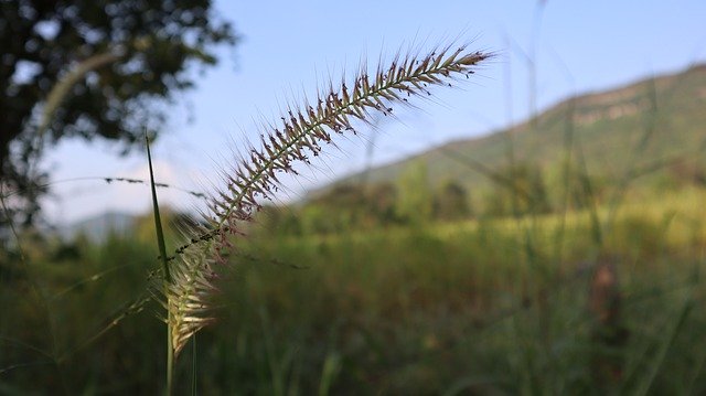 Free download Flowers Grass Mead -  free photo or picture to be edited with GIMP online image editor