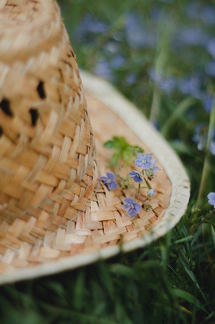 تنزيل Flowers Grass Meadow مجانًا - صورة مجانية أو صورة يتم تحريرها باستخدام محرر الصور عبر الإنترنت GIMP