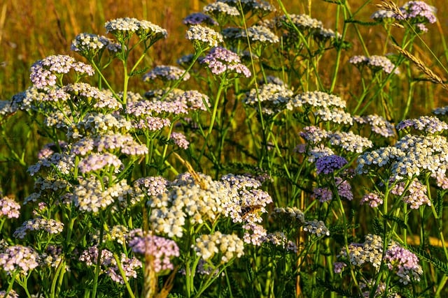 Free download flowers grass plants wasp insect free picture to be edited with GIMP free online image editor