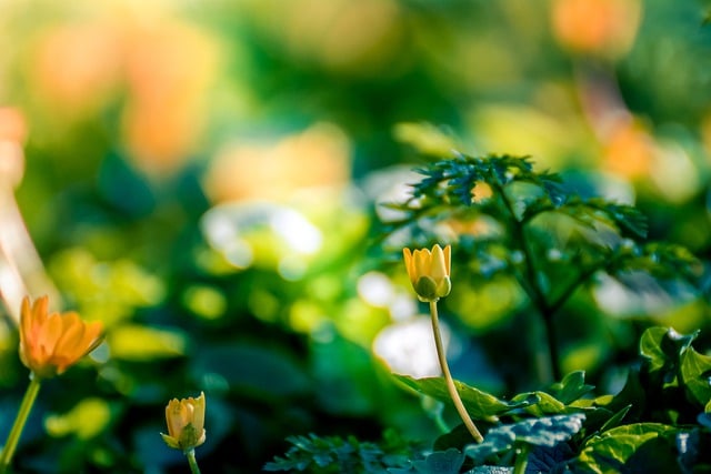 Free download flowers green sunlight bokeh free picture to be edited with GIMP free online image editor