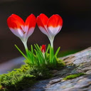 Flowers growing on moss Wallpaper  screen for extension Chrome web store in OffiDocs Chromium