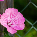 Flowers grow next to the fence  screen for extension Chrome web store in OffiDocs Chromium