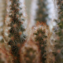 Flower shaped cactus girls  screen for extension Chrome web store in OffiDocs Chromium