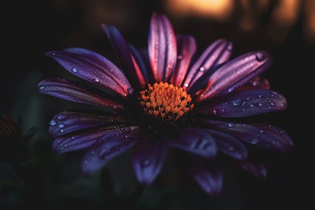 Free download flowers hd wallpaper garden free picture to be edited with GIMP free online image editor