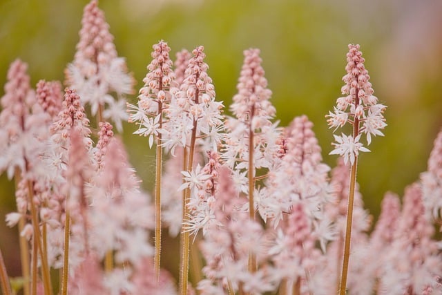 Free download flowers heartleaf foamflower field free picture to be edited with GIMP free online image editor