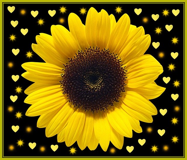 Free download Flowers Hearts Heart Black -  free illustration to be edited with GIMP free online image editor