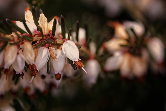 Free download flowers heather macro blooms free picture to be edited with GIMP free online image editor