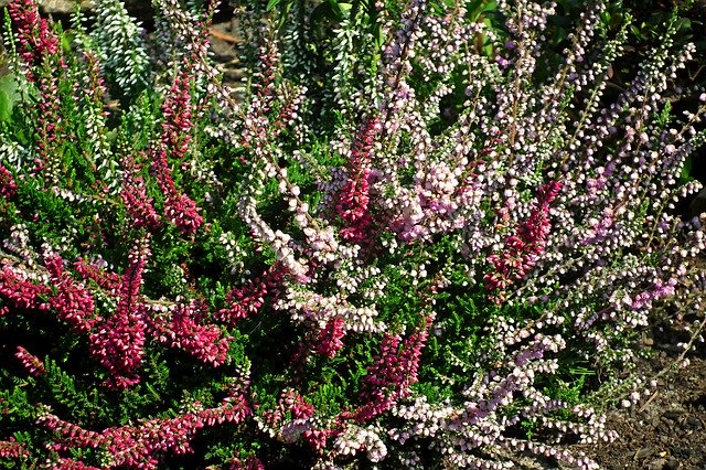 Free download Flowers Heathers Colorful -  free photo or picture to be edited with GIMP online image editor