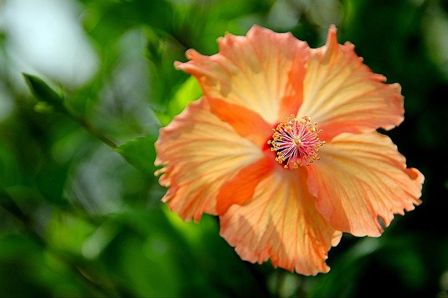 Free download flowers hibiscus flowers garden free picture to be edited with GIMP free online image editor