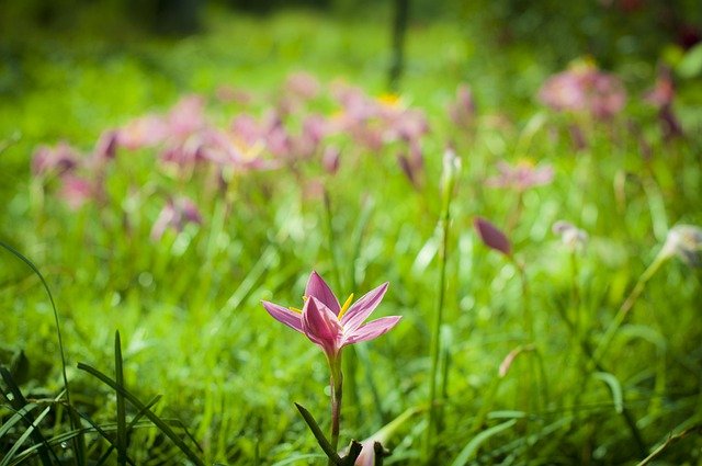 دانلود رایگان عکس گل هیماچال پرادش برای ویرایش با ویرایشگر تصویر آنلاین رایگان GIMP