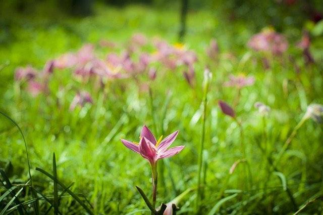 Free download flowers himachal pradesh free picture to be edited with GIMP free online image editor