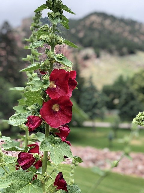 Free download Flowers Hollyhock Summer -  free photo or picture to be edited with GIMP online image editor