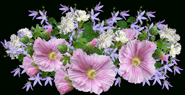 Kostenloser Download Flowers Hollyhocks White - kostenloses Foto oder Bild zur Bearbeitung mit GIMP Online-Bildbearbeitung