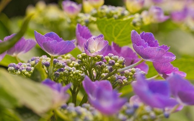 Free download flowers hortensia flora garden free picture to be edited with GIMP free online image editor