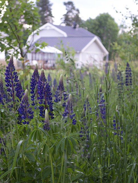 Free download Flowers House Lupins -  free photo or picture to be edited with GIMP online image editor