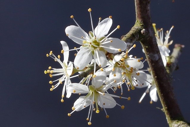 Free download Flower Shrub Blackthorn -  free photo or picture to be edited with GIMP online image editor