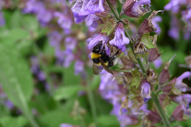 Free download Flowers Hummel Garden -  free free photo or picture to be edited with GIMP online image editor