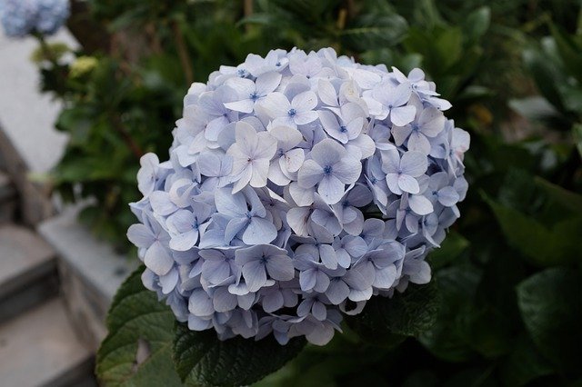 Téléchargement gratuit de Fleurs d'hortensia - Photo ou image gratuite à éditer avec l'éditeur d'images en ligne GIMP