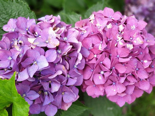 Free download Flowers Hydrangea Nature -  free photo or picture to be edited with GIMP online image editor