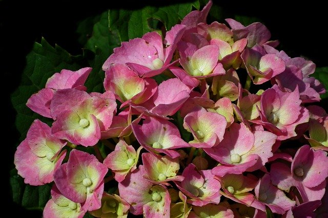 Free download Flowers Hydrangea Pink -  free photo or picture to be edited with GIMP online image editor