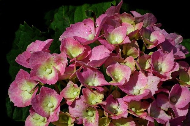 Kostenloser Download Flowers Hydrangea Pink - kostenloses Foto oder Bild zur Bearbeitung mit GIMP Online-Bildbearbeitung