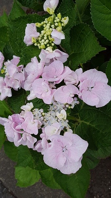 Free download Flowers Hydrangea Pink Rainy -  free illustration to be edited with GIMP free online image editor