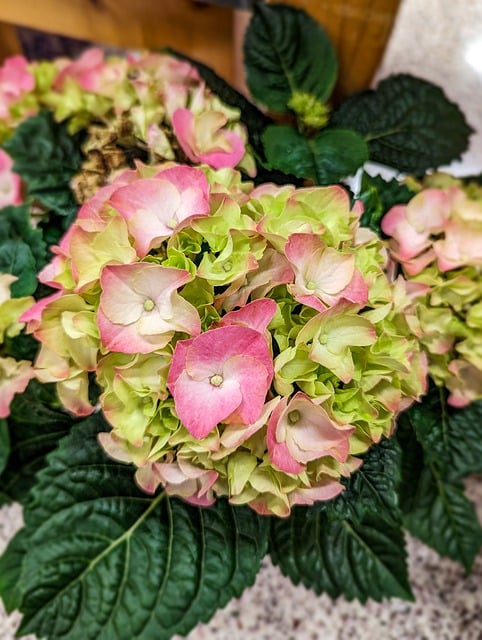 Free download flowers hydrangea plant blossoms free picture to be edited with GIMP free online image editor