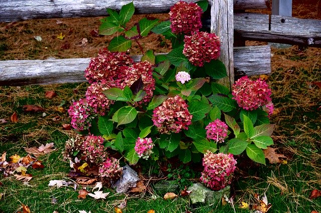 Free download Flowers Hydrangeas Autumn -  free free photo or picture to be edited with GIMP online image editor