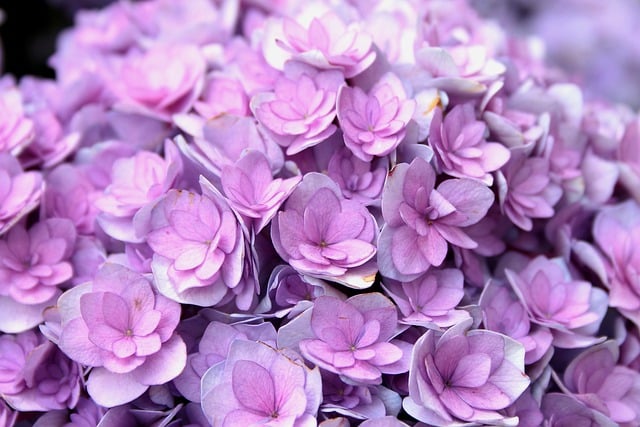 Free download flowers hydrangea umbel flowers free picture to be edited with GIMP free online image editor