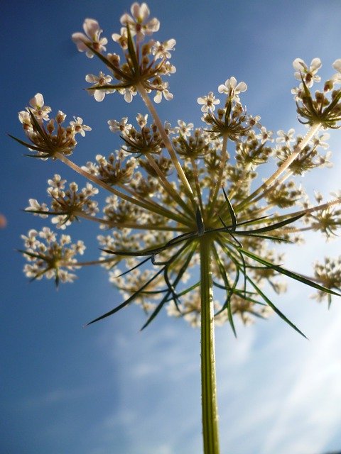 Free download Flower Silhouette Backlit Lace -  free photo or picture to be edited with GIMP online image editor