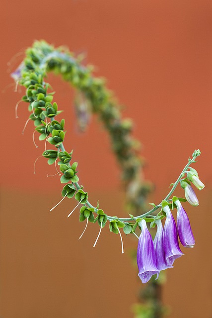 Free download flowers inflorescence blooming free picture to be edited with GIMP free online image editor