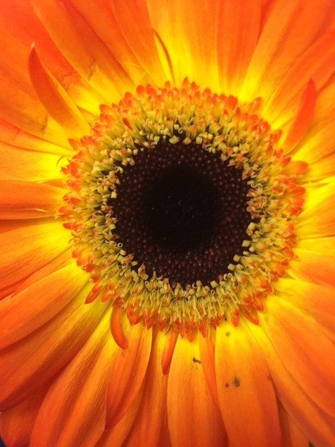 Free download Flower Single Blossom -  free photo or picture to be edited with GIMP online image editor