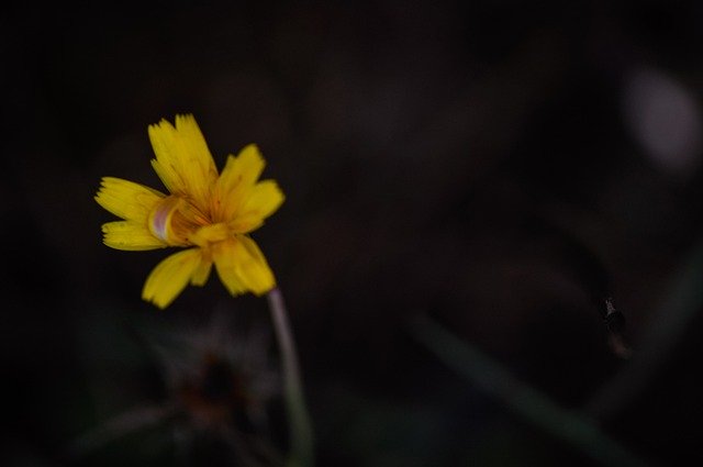 ดาวน์โหลด Flower Single Plant ฟรี - ภาพถ่ายหรือภาพฟรีที่จะแก้ไขด้วยโปรแกรมแก้ไขรูปภาพ GIMP ออนไลน์