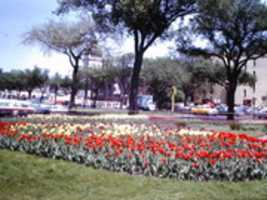 Free download Flowers in Minneapolis, Minnesota in 1963 free photo or picture to be edited with GIMP online image editor