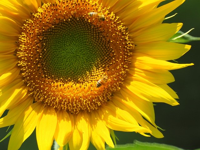 Download gratuito Flowers Insect Bee - foto o immagine gratuita da modificare con l'editor di immagini online di GIMP