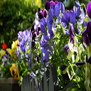Flowers in the garden  screen for extension Chrome web store in OffiDocs Chromium