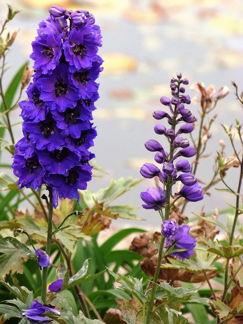 Tải xuống miễn phí Flowers In The Grass Blue - ảnh hoặc ảnh miễn phí được chỉnh sửa bằng trình chỉnh sửa ảnh trực tuyến GIMP