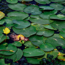 Flowers in the leaves  screen for extension Chrome web store in OffiDocs Chromium