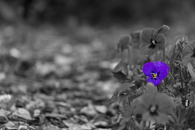 Téléchargement gratuit de Flowers In The Sand Spring Flower - photo ou image gratuite à éditer avec l'éditeur d'images en ligne GIMP