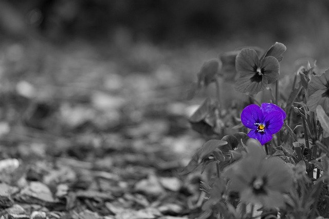 Download gratuito Fiori nella sabbia Fiore di primavera - foto o immagine gratuita da modificare con l'editor di immagini online di GIMP