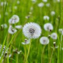 Flowers in the Wind  screen for extension Chrome web store in OffiDocs Chromium