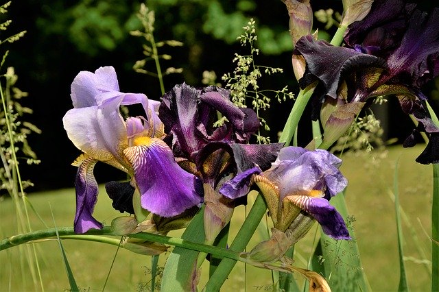 Download gratuito di Flowers Iris Black: foto o immagine gratuita da modificare con l'editor di immagini online GIMP