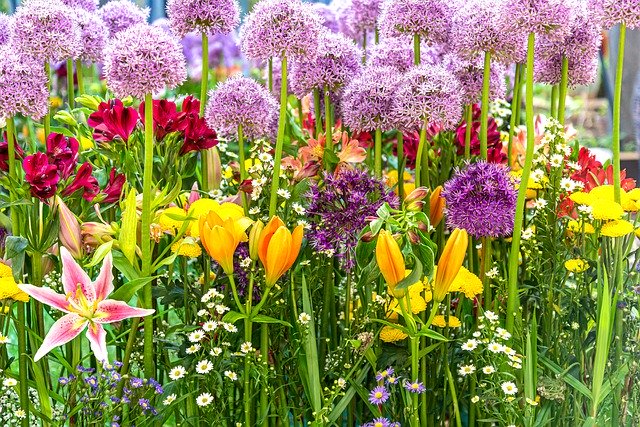 Muat turun percuma Flowers Iris Blossom - foto atau gambar percuma percuma untuk diedit dengan editor imej dalam talian GIMP