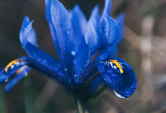 Free download flowers iris plant flora blue free picture to be edited with GIMP free online image editor