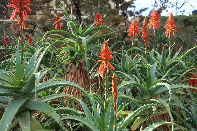 Скачать бесплатно Flowers Israel - бесплатно фото или картинку для редактирования в онлайн-редакторе GIMP