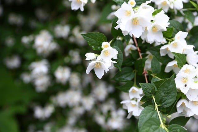 دانلود رایگان عکس طبیعت سبز شکوفه گل یاس برای ویرایش با ویرایشگر تصویر آنلاین رایگان GIMP